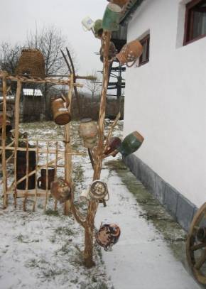Topfbaum, &copy; Gudrun Pauksch