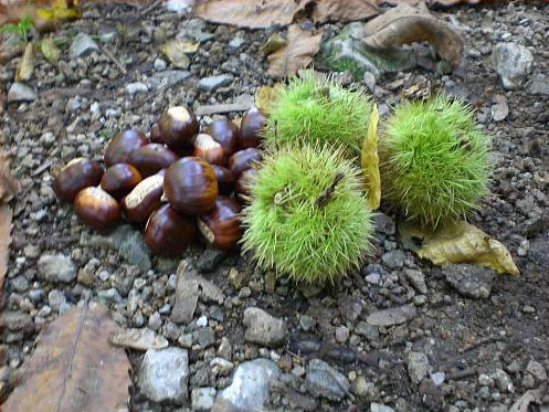 Esskastanien