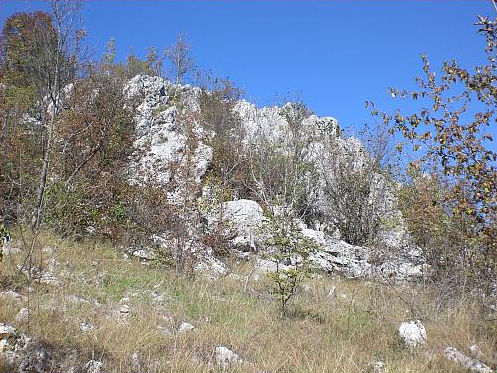 Esskastanien