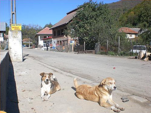 Cloşani