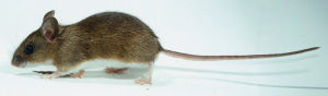 Maus